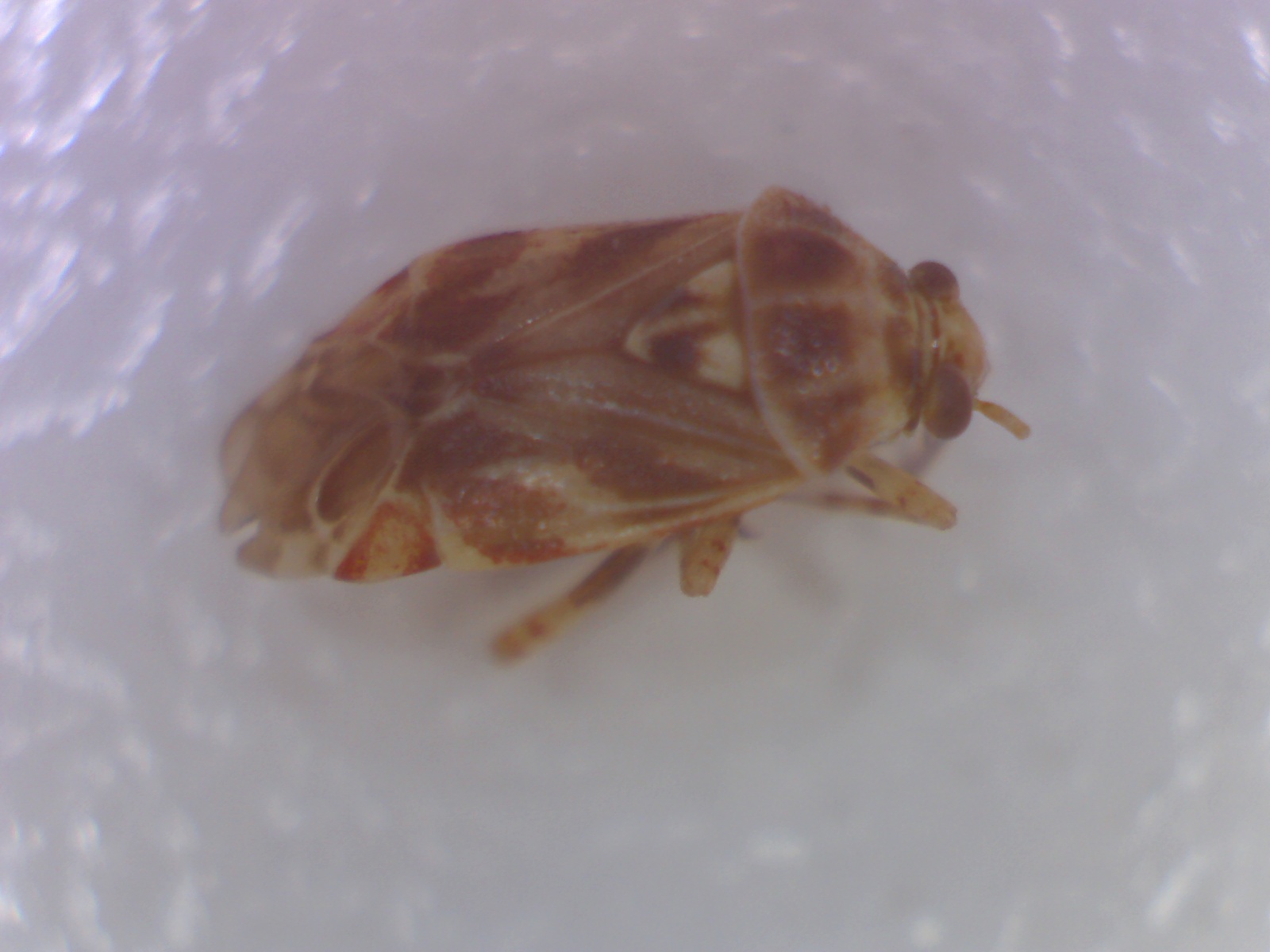 Bexar County Entomology Green Bugs and Oak Pollen Coincidence?