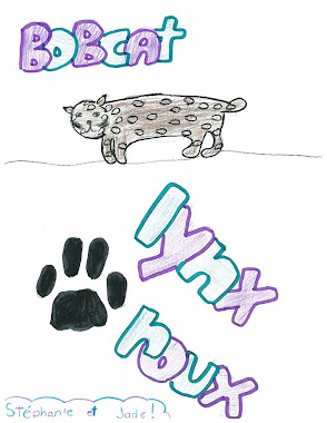 Lynx roux- Bobcat