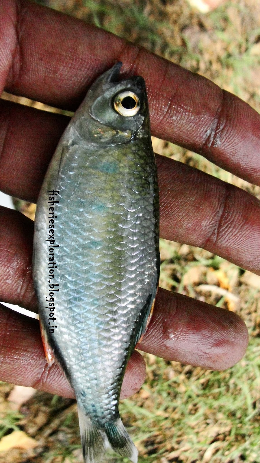 Fisheries Exploration & Conservation (Fishexcos): Fishes Sampled from ...