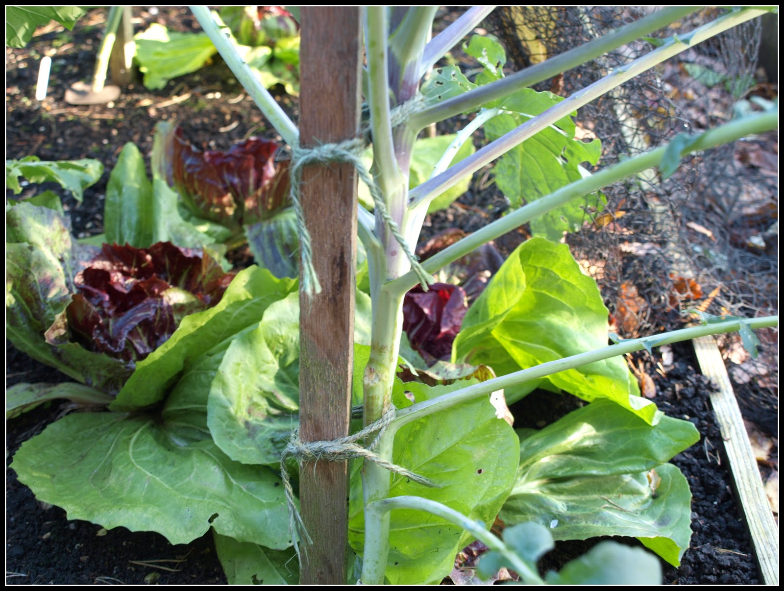 Mark's Veg Plot I do like a good stake!