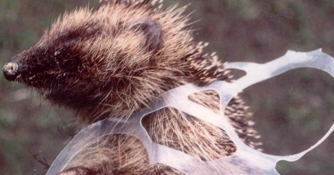 The Nature In Us New Edible 6pack Rings to Save Wildlife