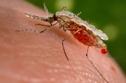 Don’t be complacent about malaria risks, Greenwich NHS warn travellers