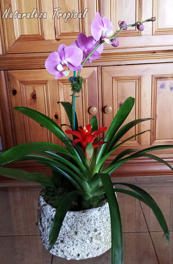 Orquídea Mariposa en maceta con bromelia, género Phalaenopsis