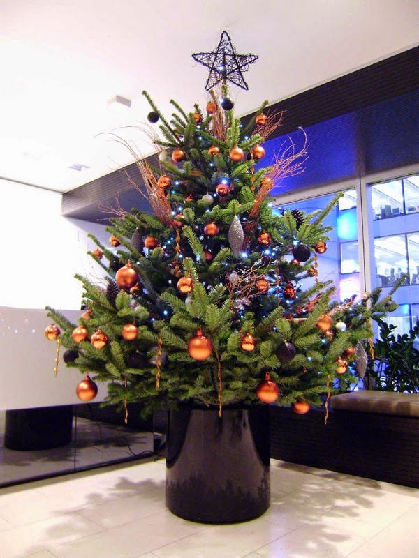 Choose your Christmas tree