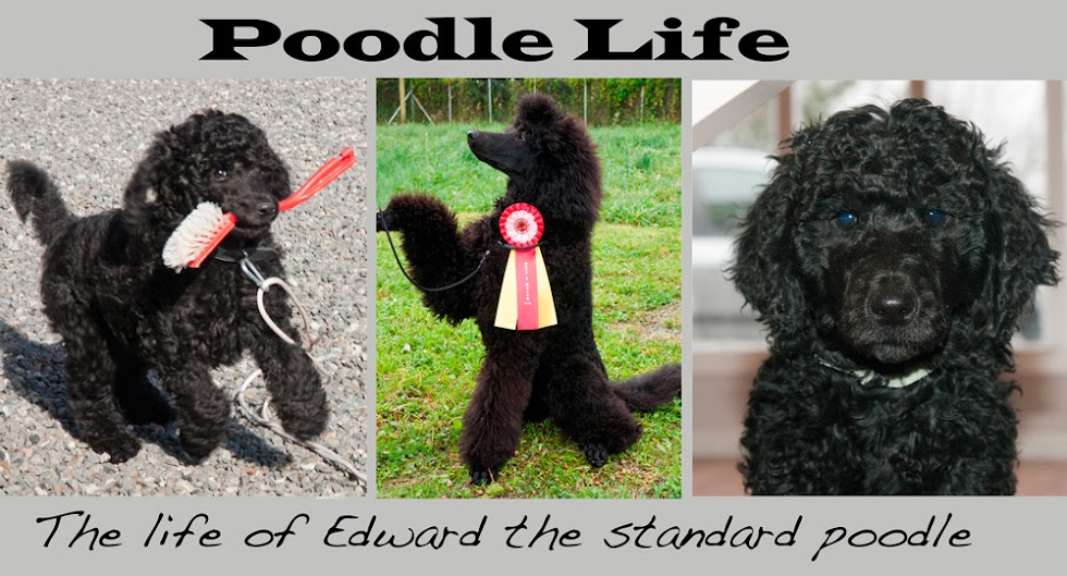 Poodle Life