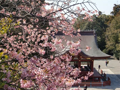 鶴岡八幡宮の河津桜