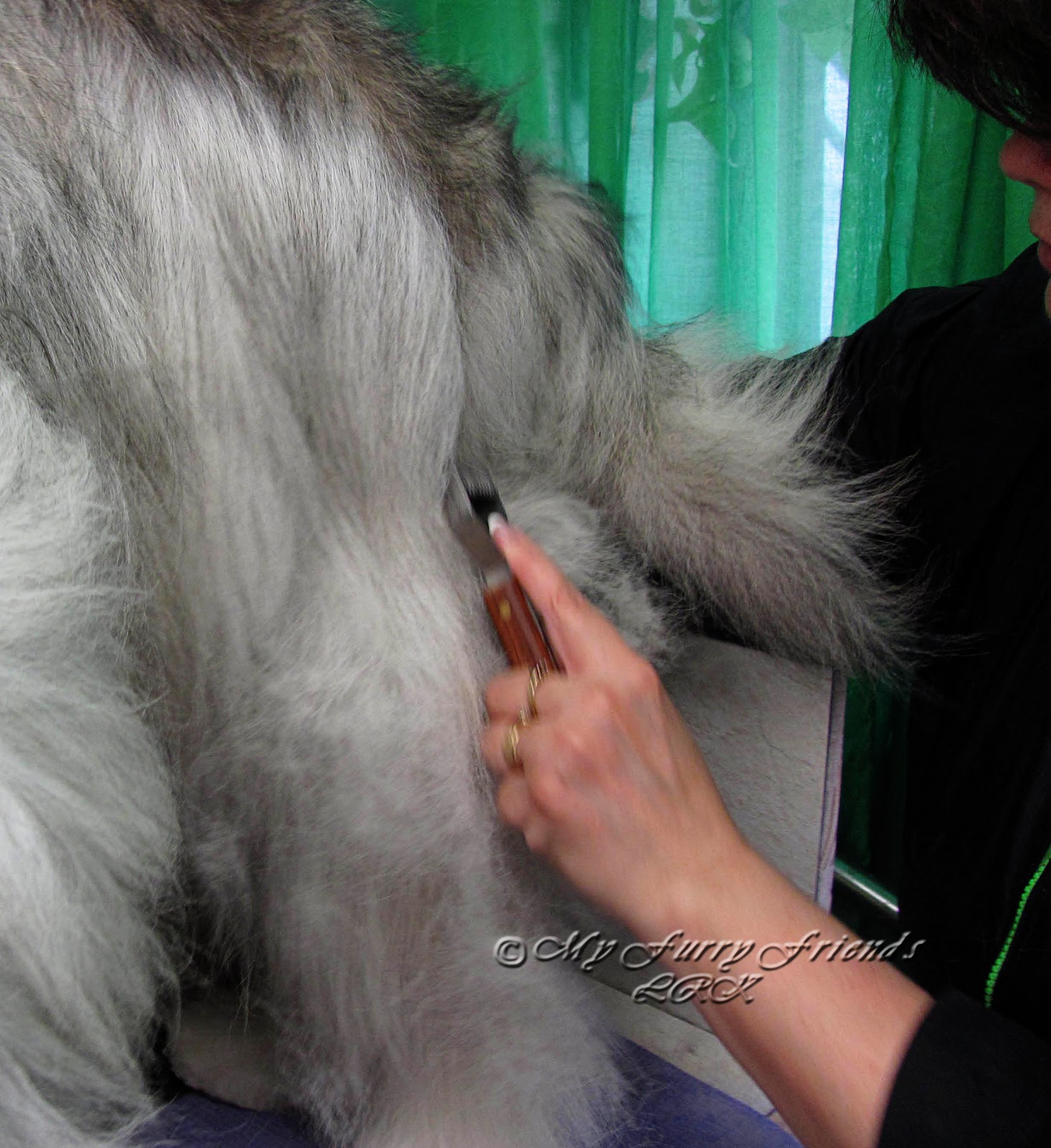 Pet Grooming The Good, The Bad, & The Furry Thinning the Coat on a