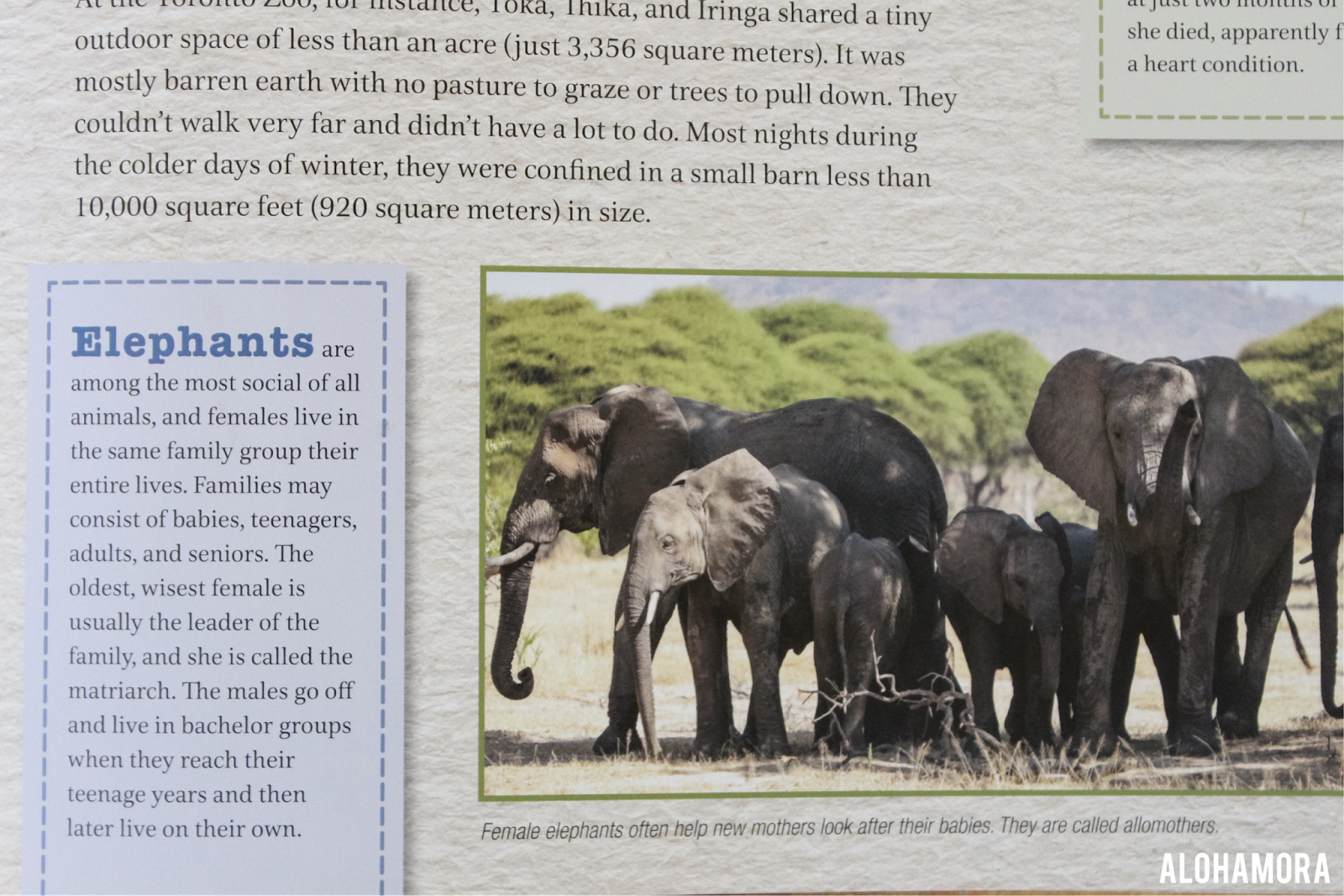 Alohamora Open a Book Elephant Journey gets 4.5 Stars {Picture Book