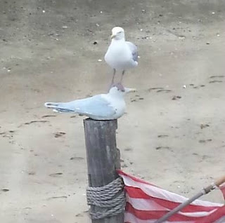 seagull sitting on a wooden post on beach