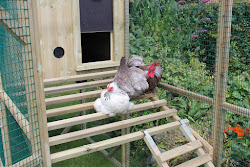 chicken aviary flyte chickens coop hen fancy tour perches wooden coops hens