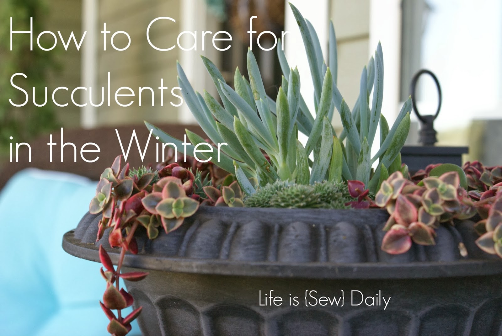 Life is {Sew} Daily How to Care for Succulents in the Winter