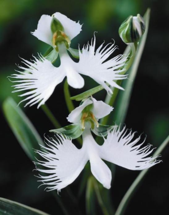 Orquídeas, Extrañas