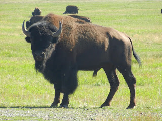 Bison Buffalo  Yellowstone Wyoming