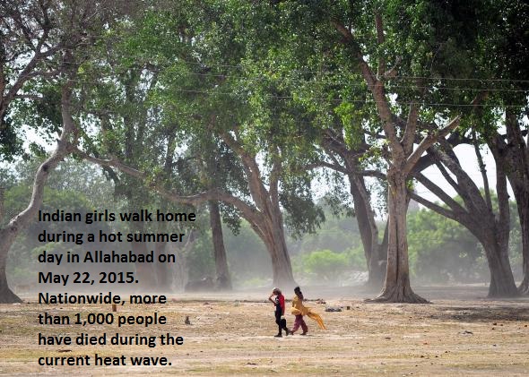 heat wave killed marine masse heat wave killed marine masse