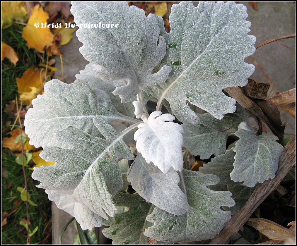 Heidi Horticulture Cold (Frost) Tolerant Annuals