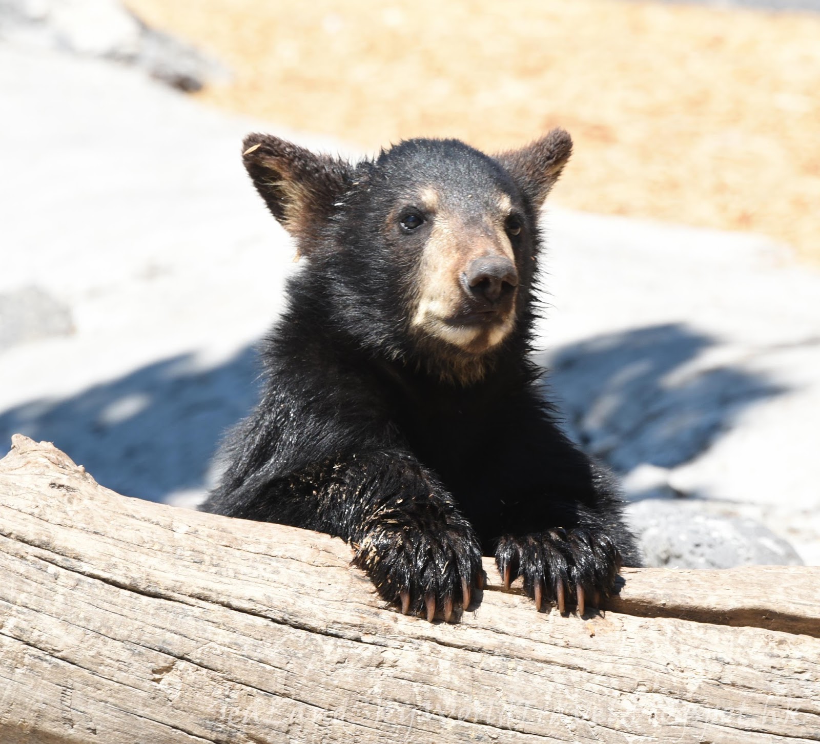 海陸空遊世界 美西國家公園之旅第四天 Yellowstone Bear World, Idaho Falls 瀑布