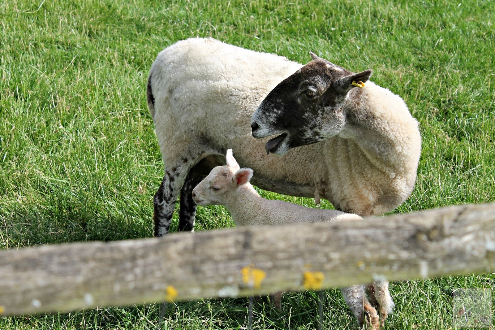 Hatton Adventure World - sheep and lamb