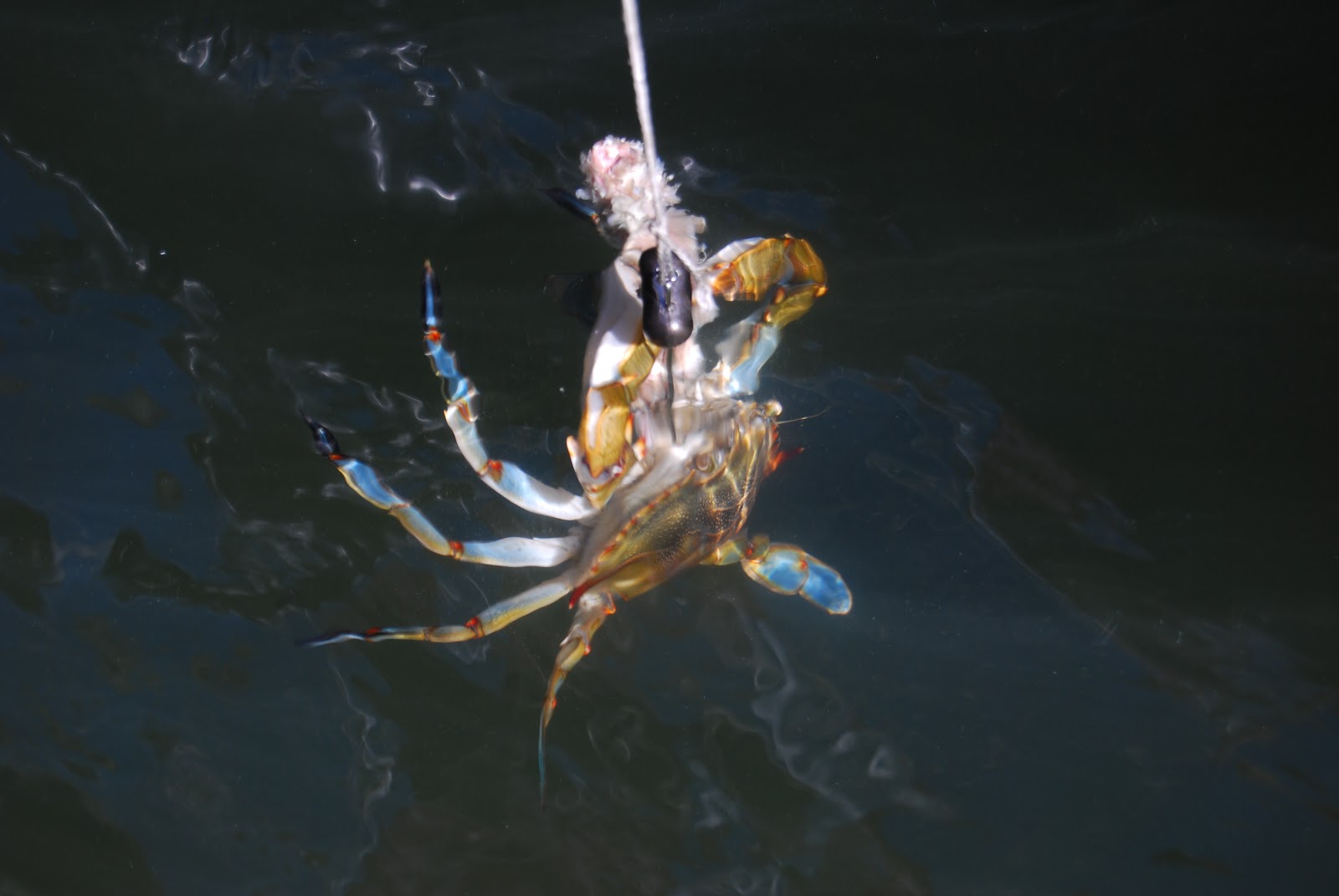 Chasseur: Crabbing in Solomon