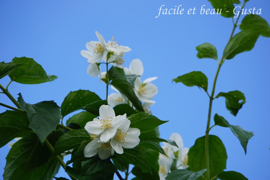 facile et beau Gusta Wilder Jasmin