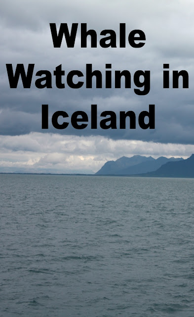 Whale watching in Reykjavik, Iceland