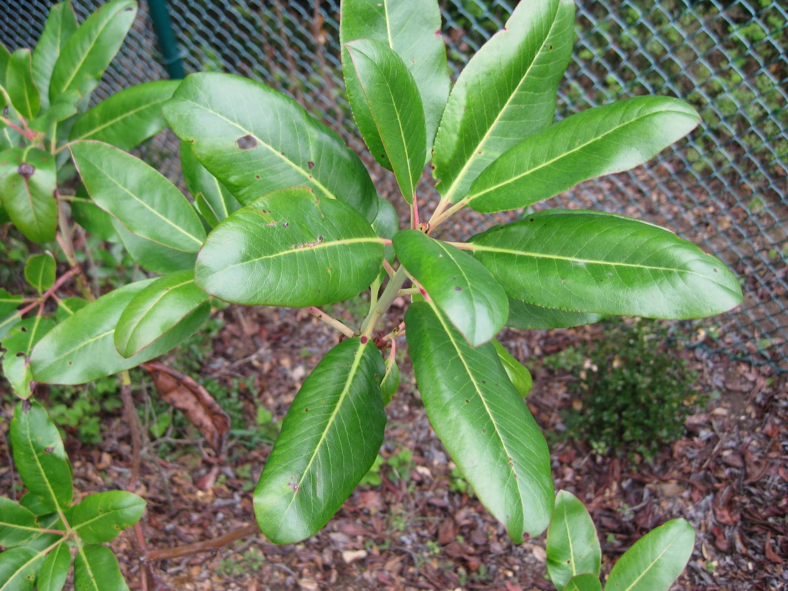 Trees of Santa Cruz County Arbutus menziesii Pacific Madrone