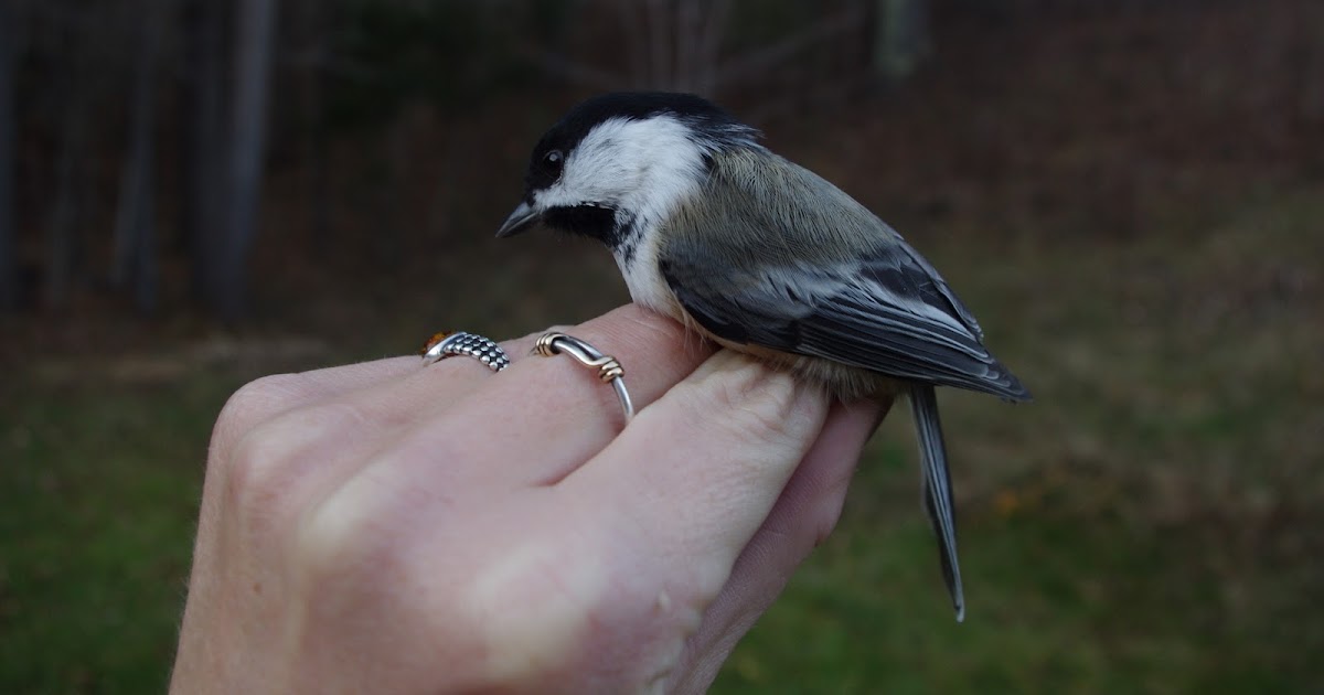 Adirondack Birds and Trails: Backyard Birds