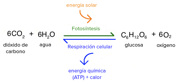 La Fotosintesis Conoce Su Formula Quimica