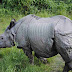 Badak Jawa [Rhinoceros sondaicus]