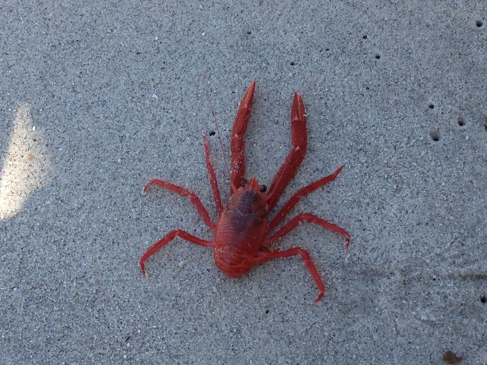 Erin's Blog Pelagic Red Crabs