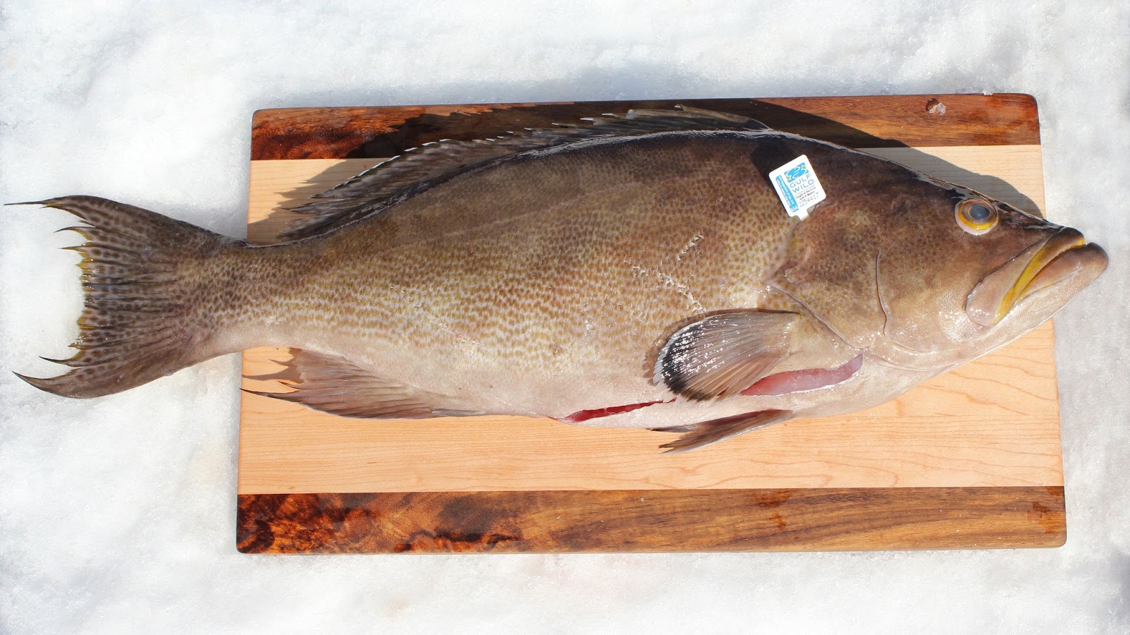 Effect of Grouper Fish Population in theHabitat