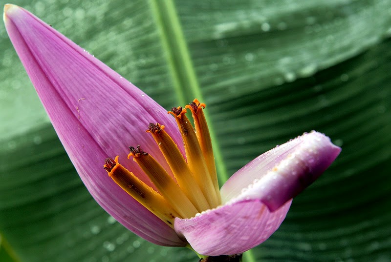 Health Benefits of banana flower for Your body Health Benefits of Fruit