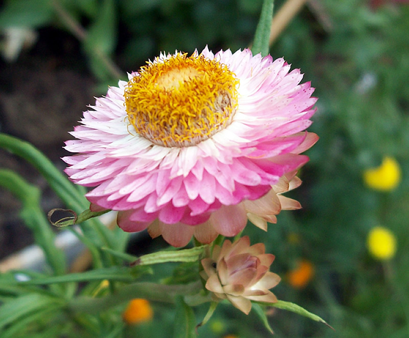 *Our Country Home... Everlasting Flower