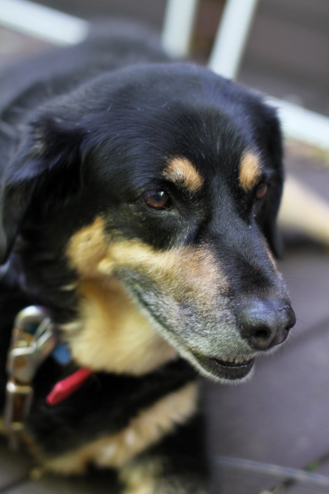 Naptime Reflections: Sign of Summer: One Moulting Dog