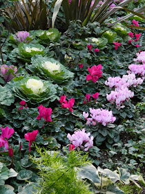 Ornamental cabbage pink cyclamen Allan Gardens Conservatory Christmas Flower Show 2014 by garden muses-not another Toronto gardening blog