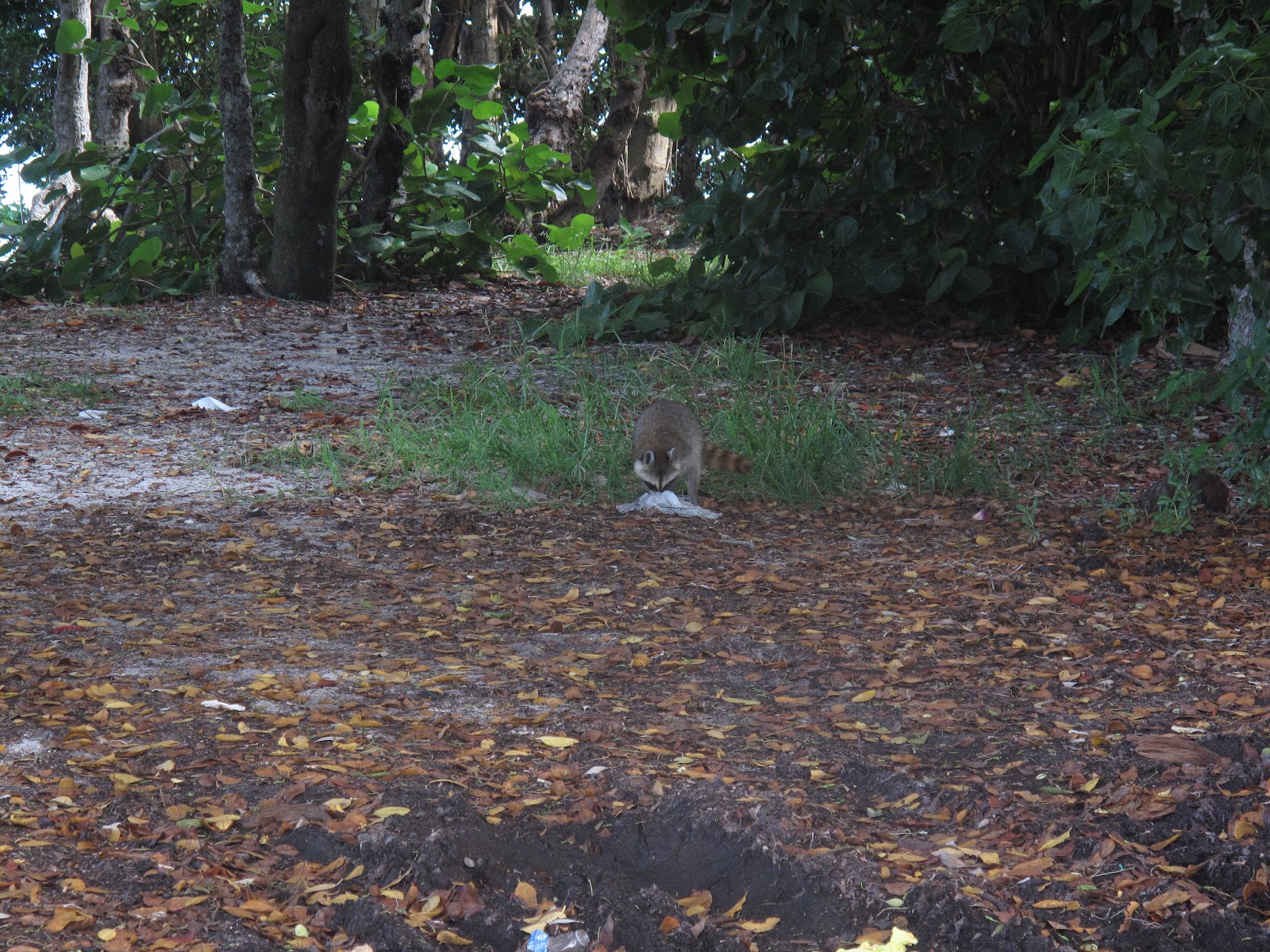 The Parks Department Matheson Hammock Park