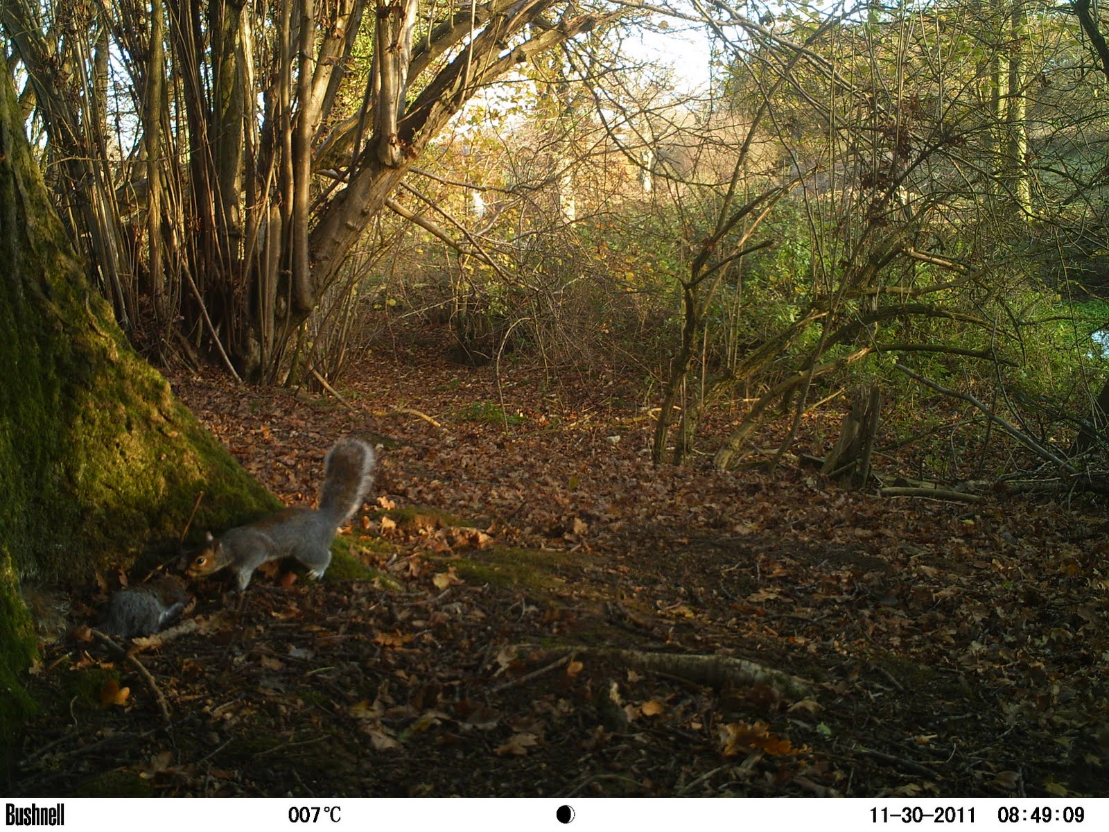 bigcatdetective: The (dead)squirrel,the stoat,then a fox
