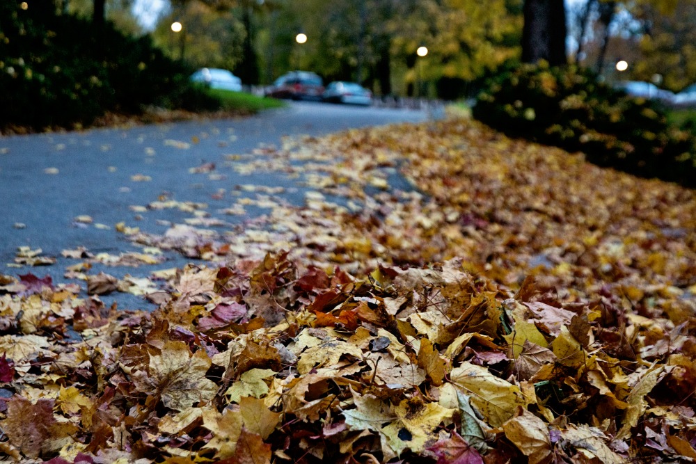 fall, autumn, leaves