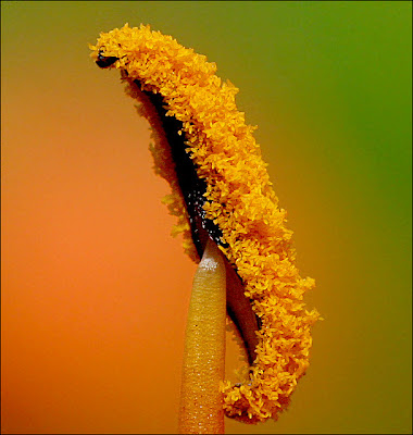 Macro Photography