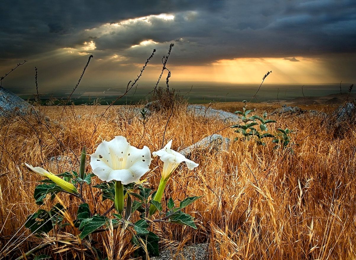 Flowers Clouds White Sky Fields End Sunset Summer Flowers Flower