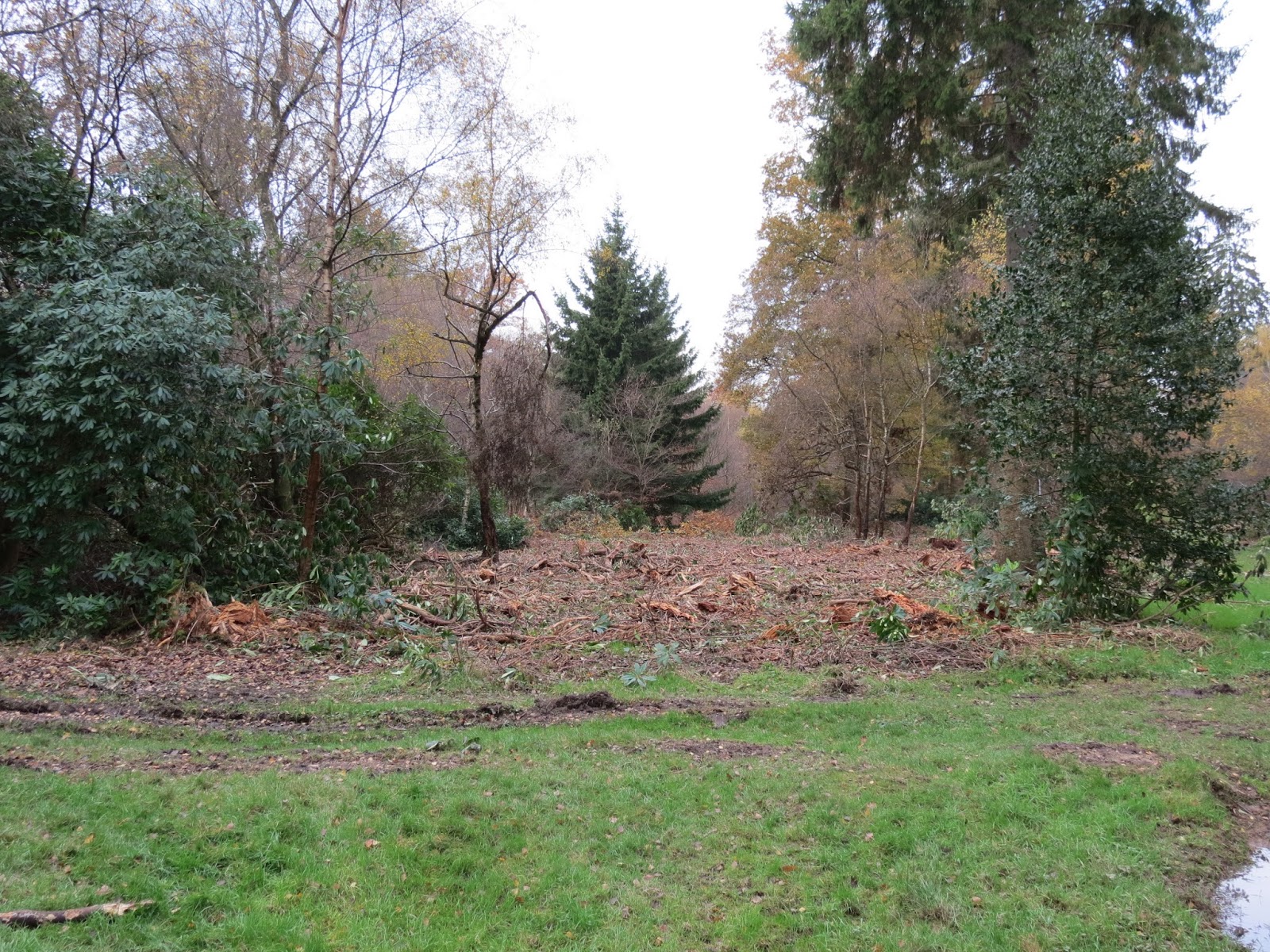 BIRDING AMERSHAM Penn Wood and the BRAMBLINGS