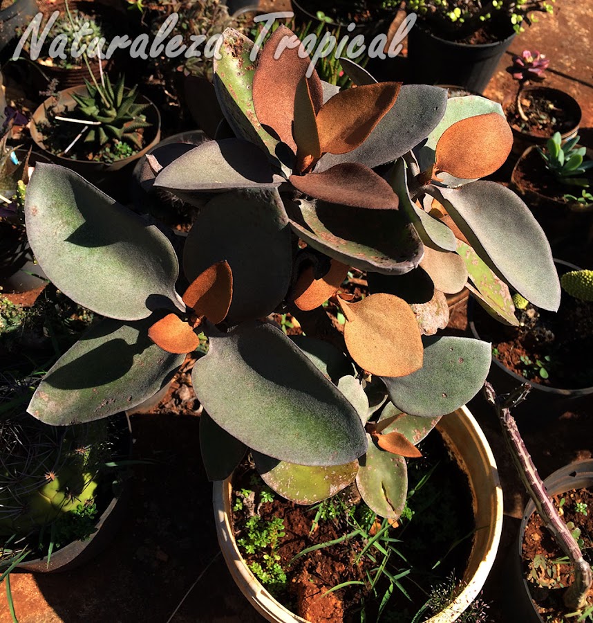 La planta suculenta Hojas de Cobre, Kalanchoe orgyalis