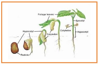 Ketika seorang siswa melakukan stek pada tumbuhan dalam waktu beberapa munculah akar sebenarnya akar yang muncul dari stek berasal dari perkembangan