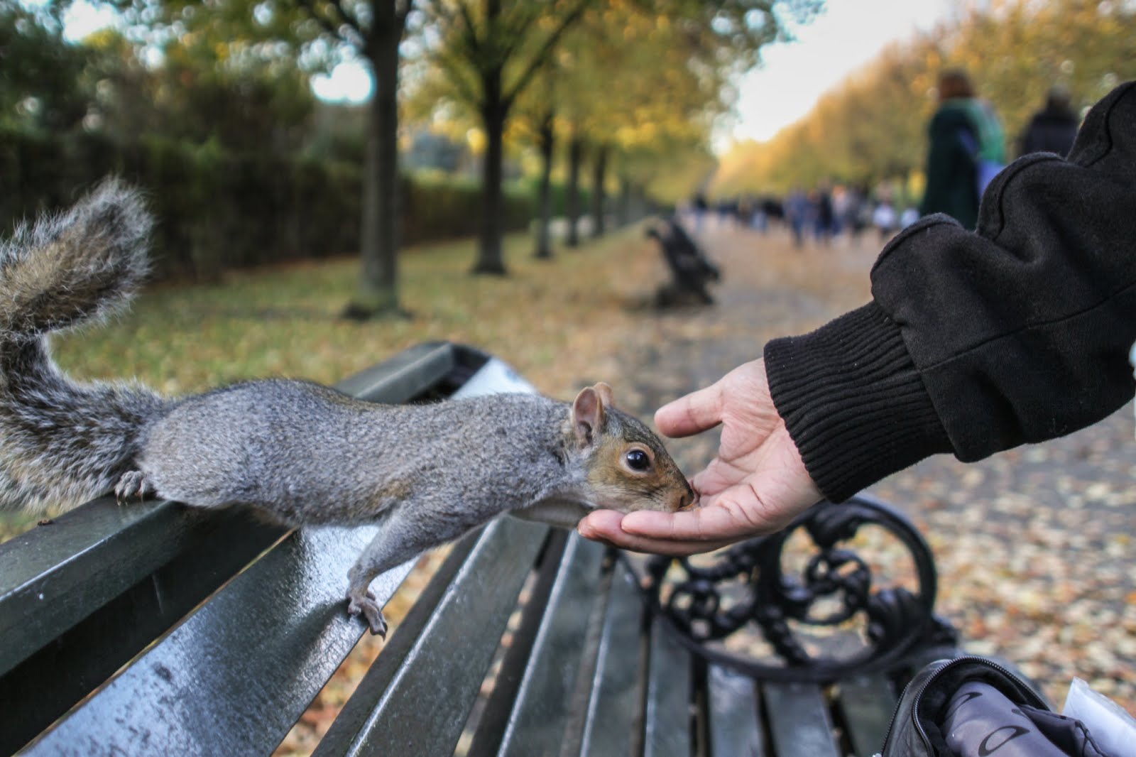 Squirrels at Regent's Park, iconic london