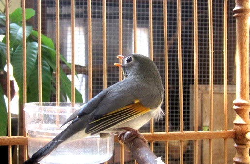 Harga Terbaru Dan Foto Burung Robin 2017 Burung Muda Beng