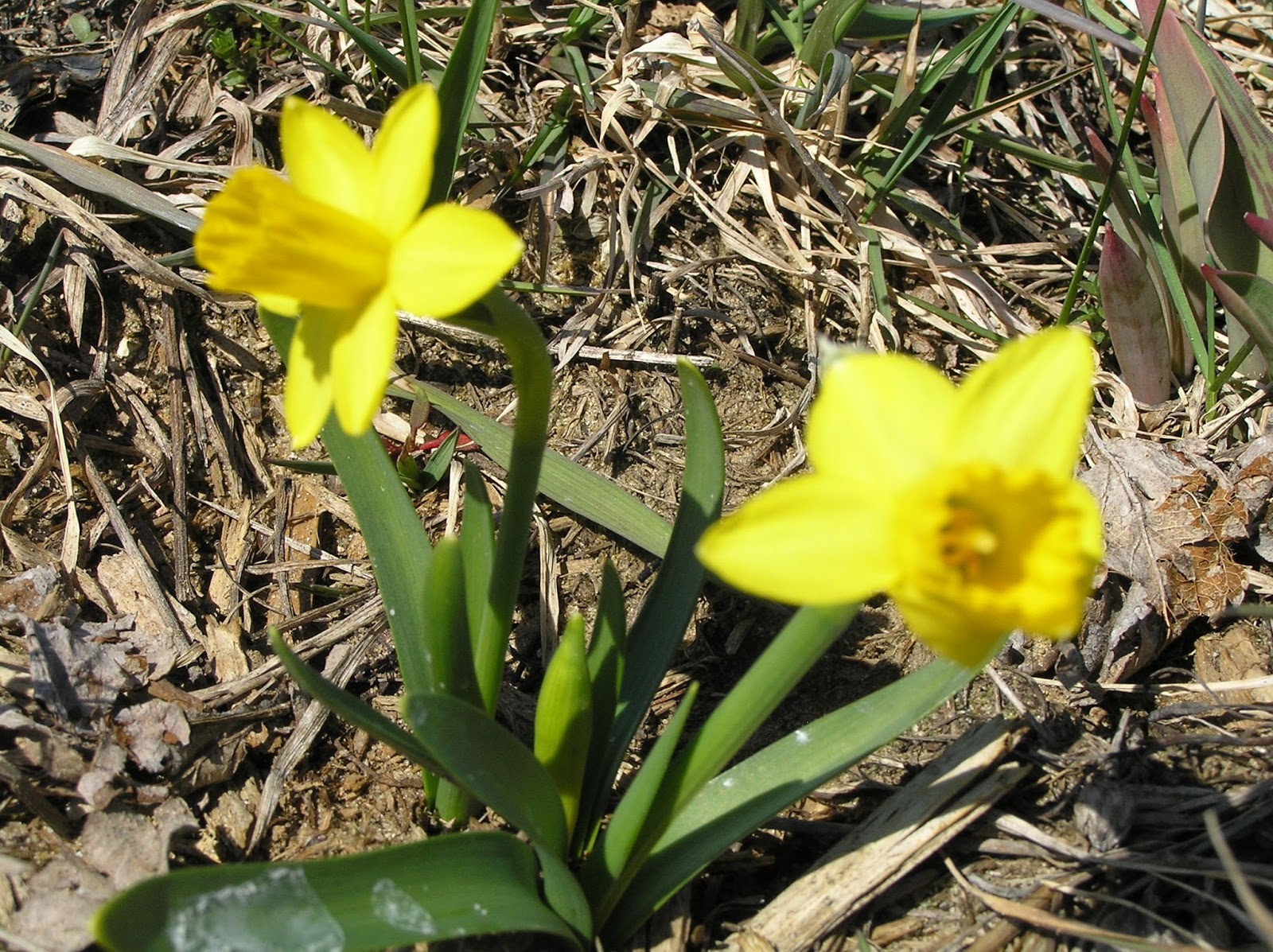 New York State of Mind FIRST SPRING FLOWERS BLOOMING