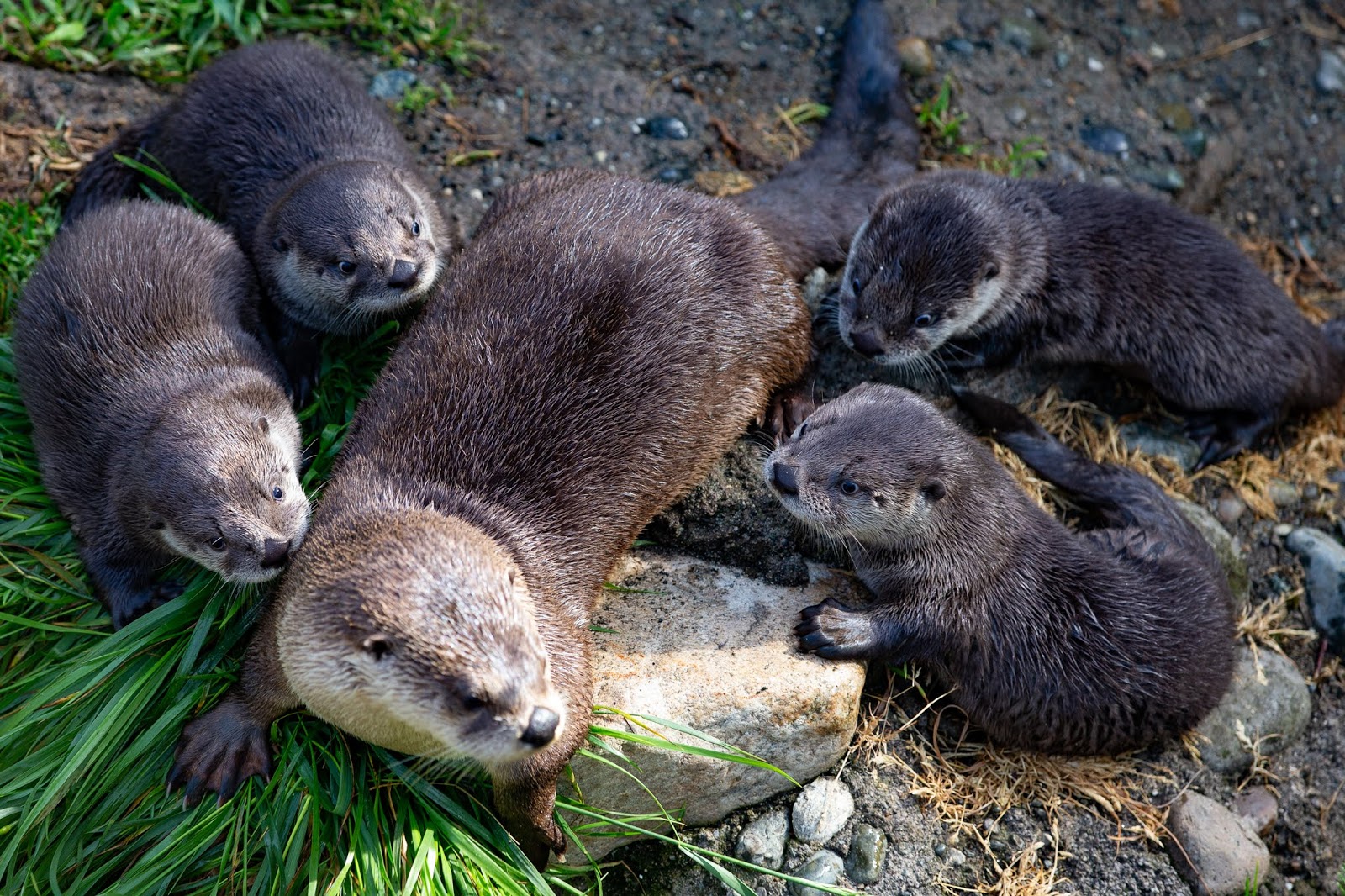 River Otter Pups Take Their Swim Lessons Outside