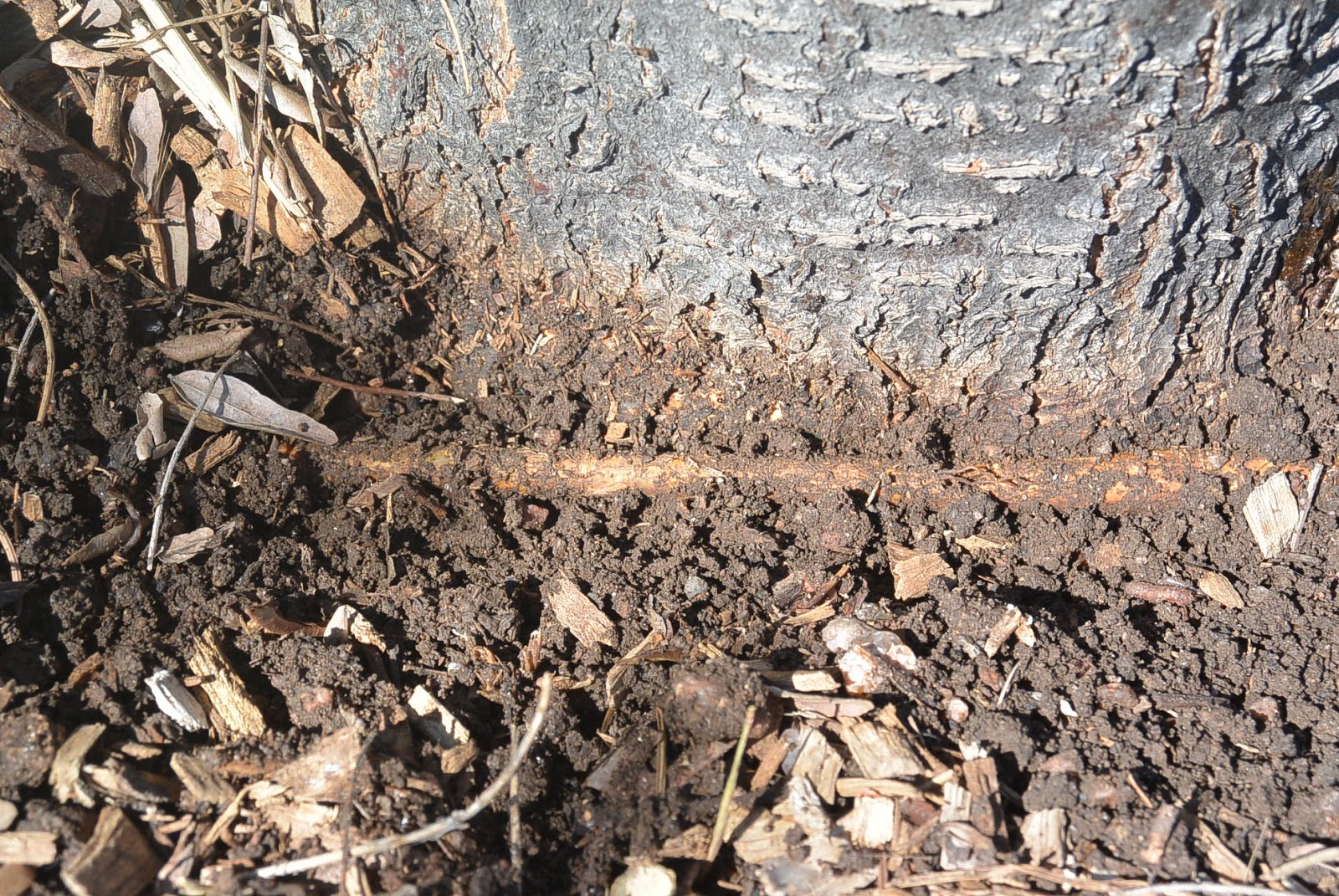 COHorts A Tale of Two Honey Locusts