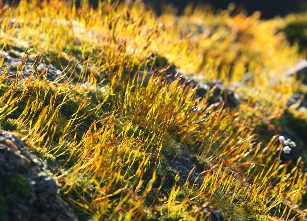 Amboise Daily Photo flowering moss