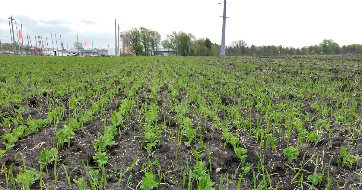 Five cover crops to try this fall after vegetables