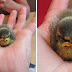26 Adorable Pictures Of Angry Animals